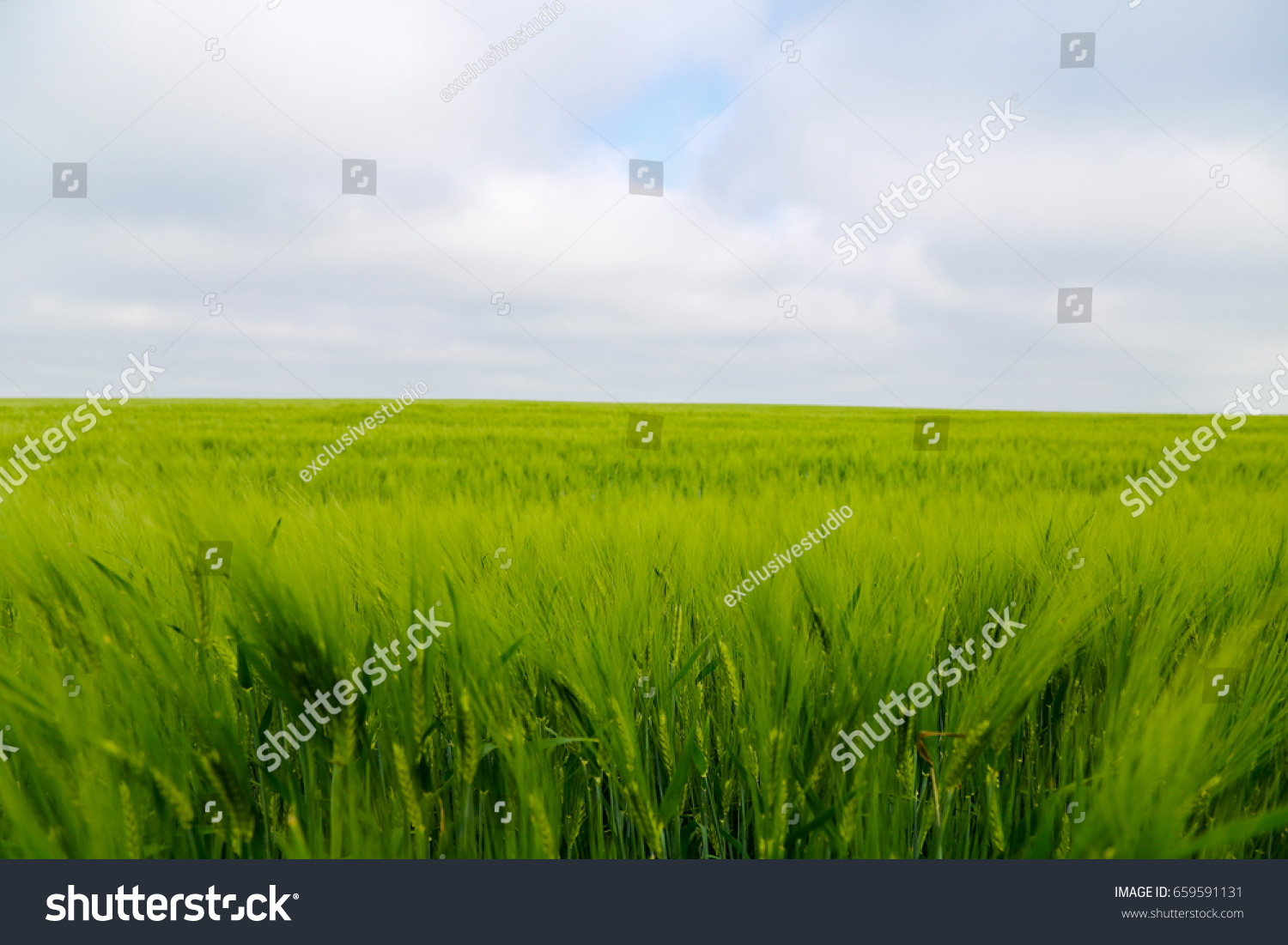 Green wheat ears in the field. #659591131