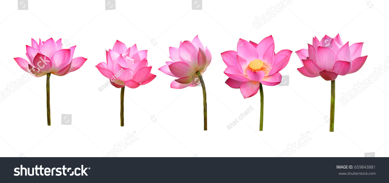 lotus flower #659843881