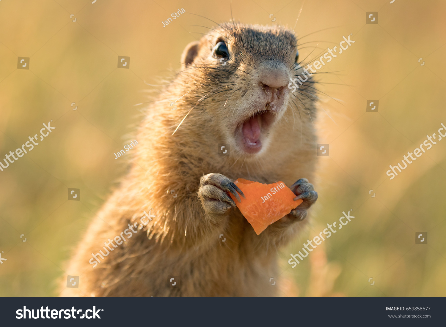 Small and lovely ground squirrel on a meadow among flowers during warm spring sunset. Very surprised, with its mouth opened. Peaceful, relaxing, amazing and funny
 #659858677