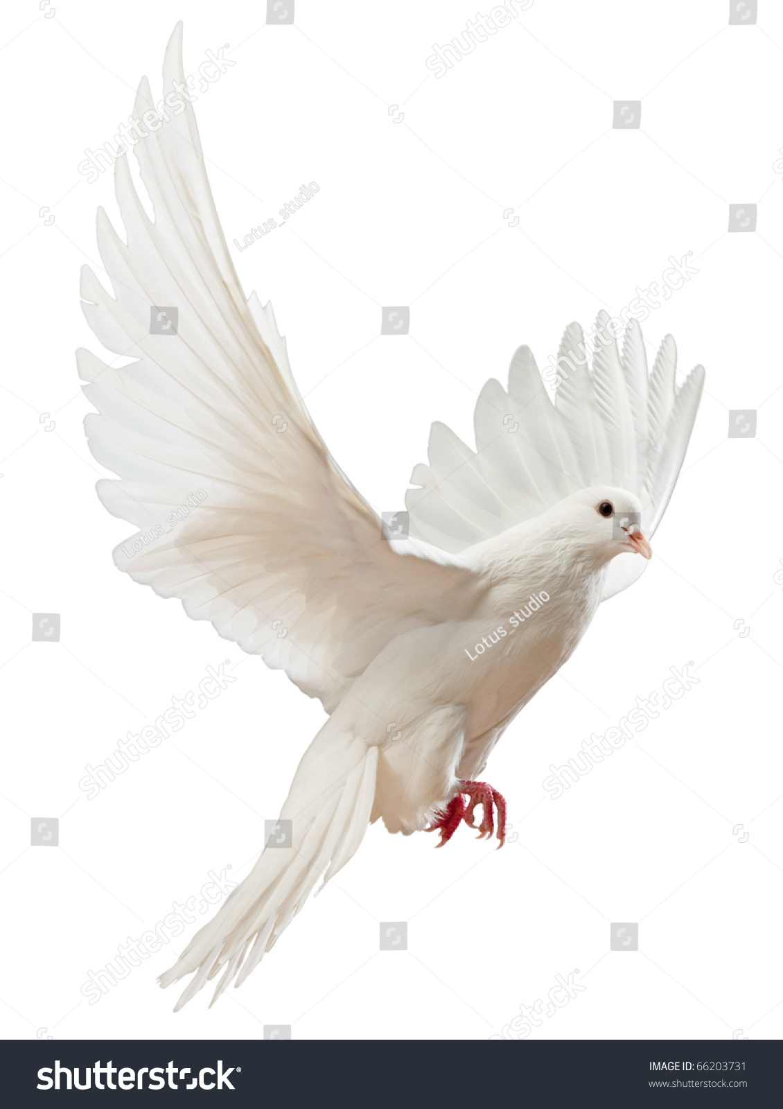 A free flying white dove isolated on a white background #66203731