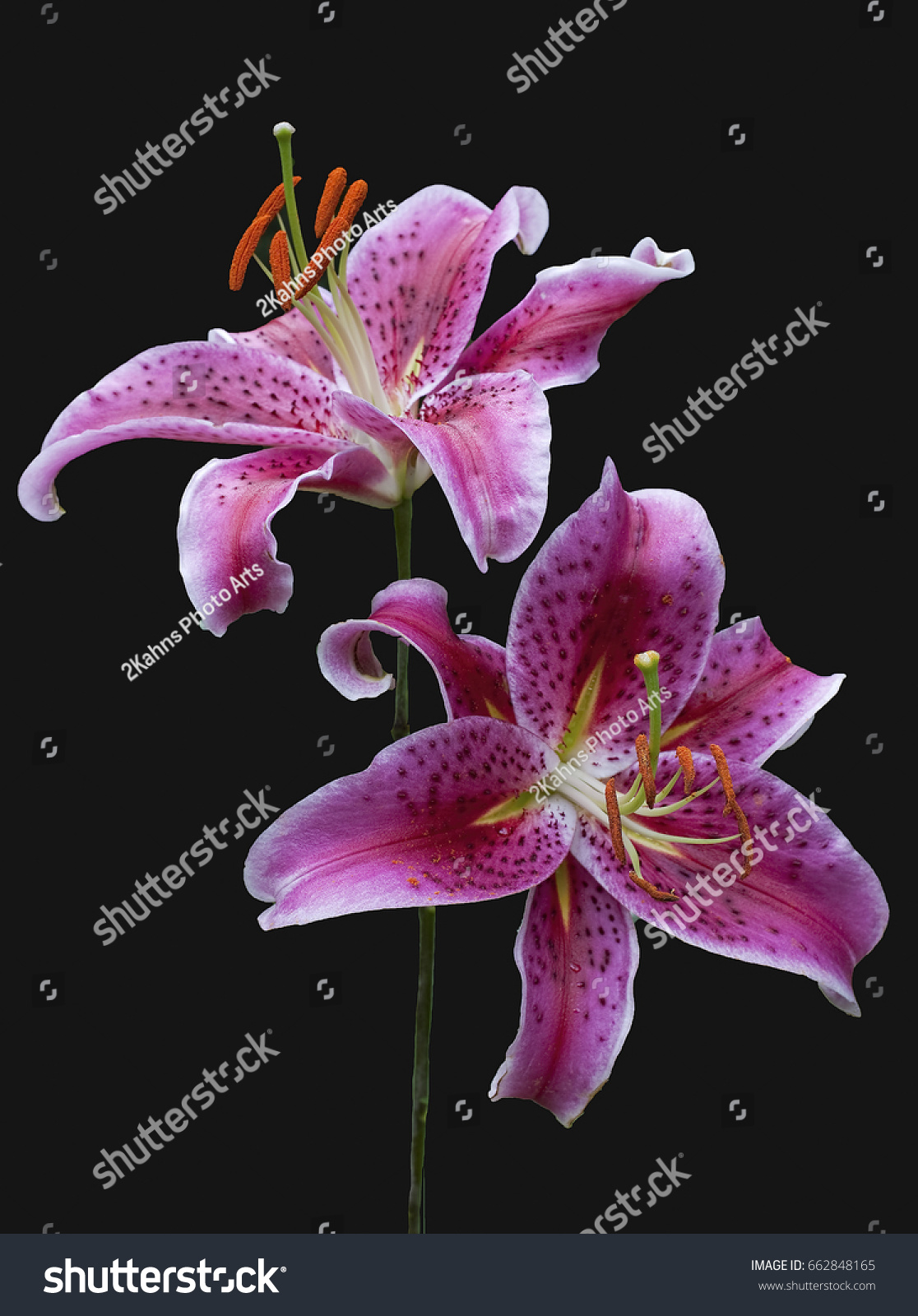 Oriental Lily #662848165