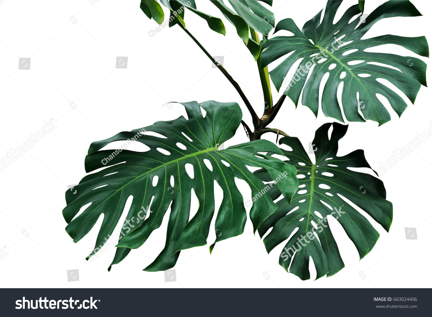 Dark green leaves of monstera or split-leaf philodendron (Monstera deliciosa) the tropical foliage plant growing in wild isolated on white background, clipping path included. #663024406