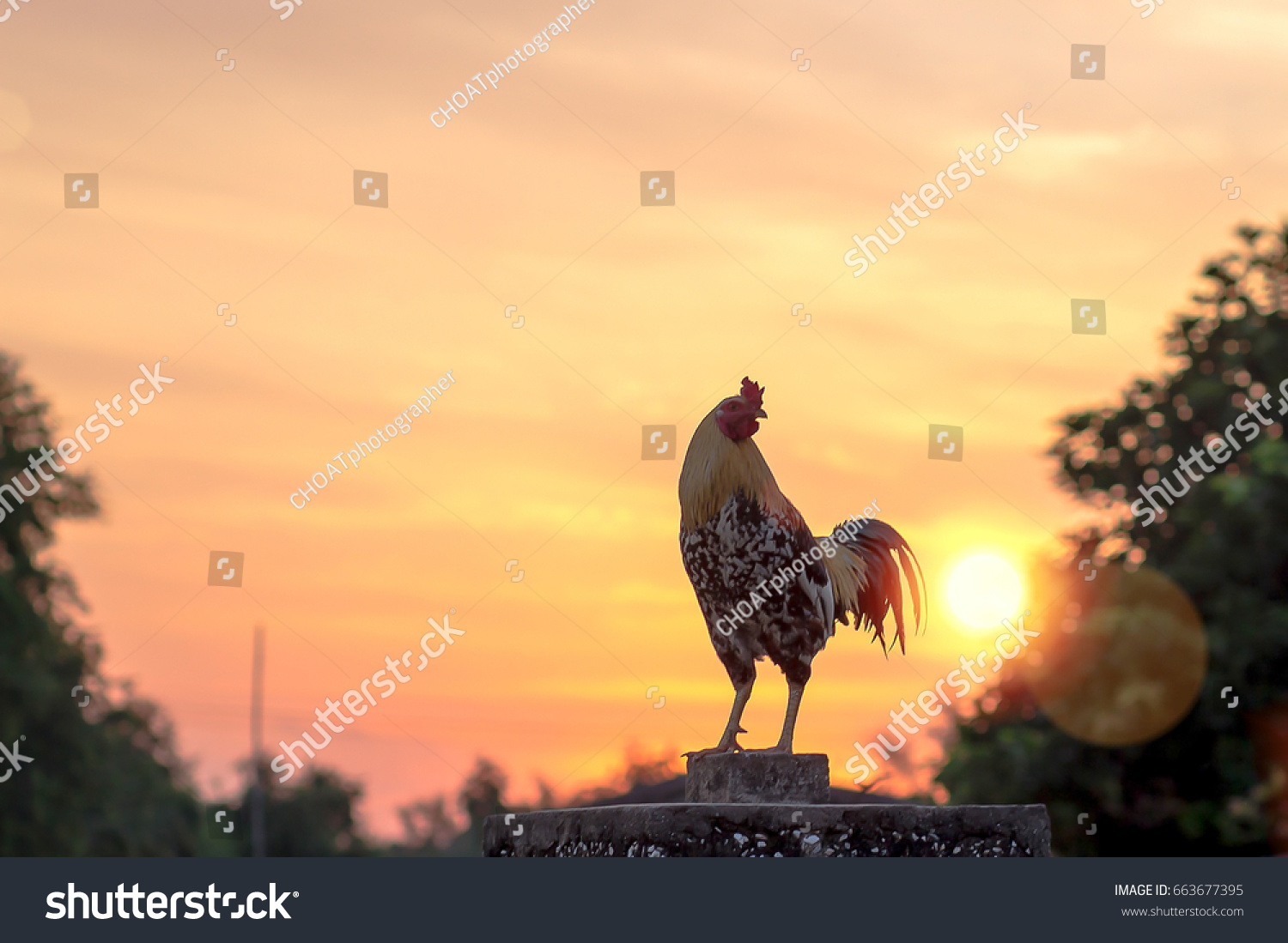Early morning of new day concept: Silhouette rooster on blurred beautiful sunrise sky with sun light in farm autumn background #663677395