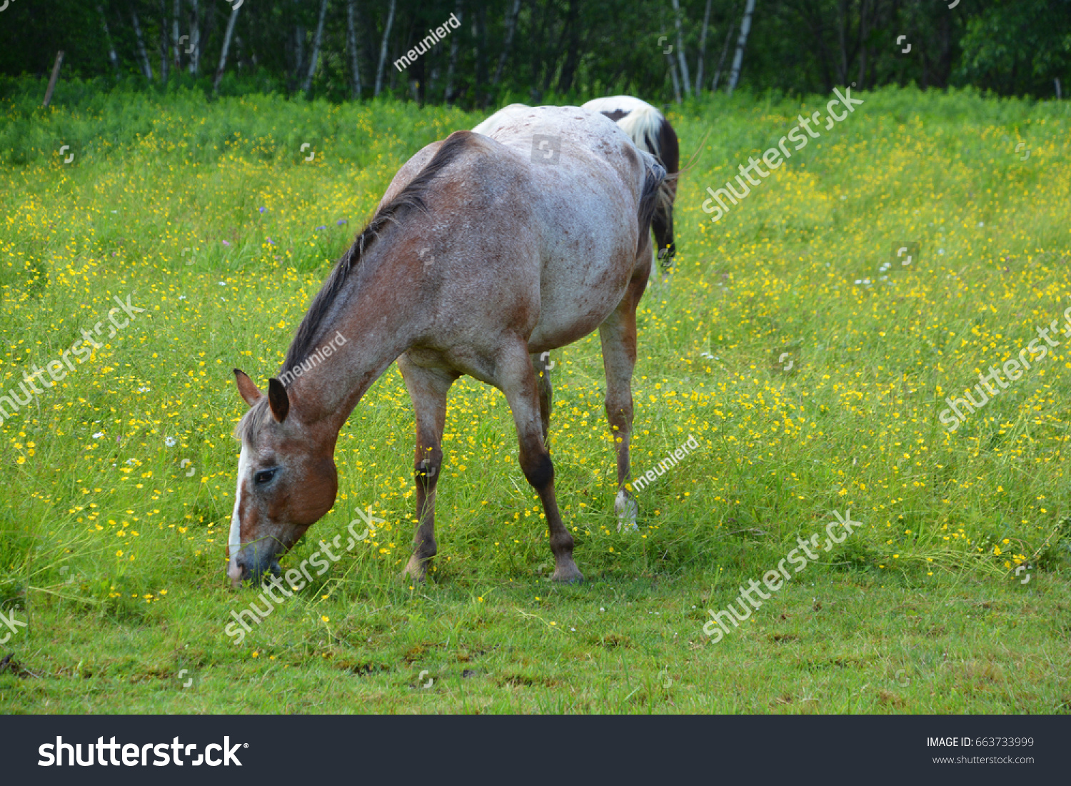 Young horse in field in spring season in Granby Quebec #663733999