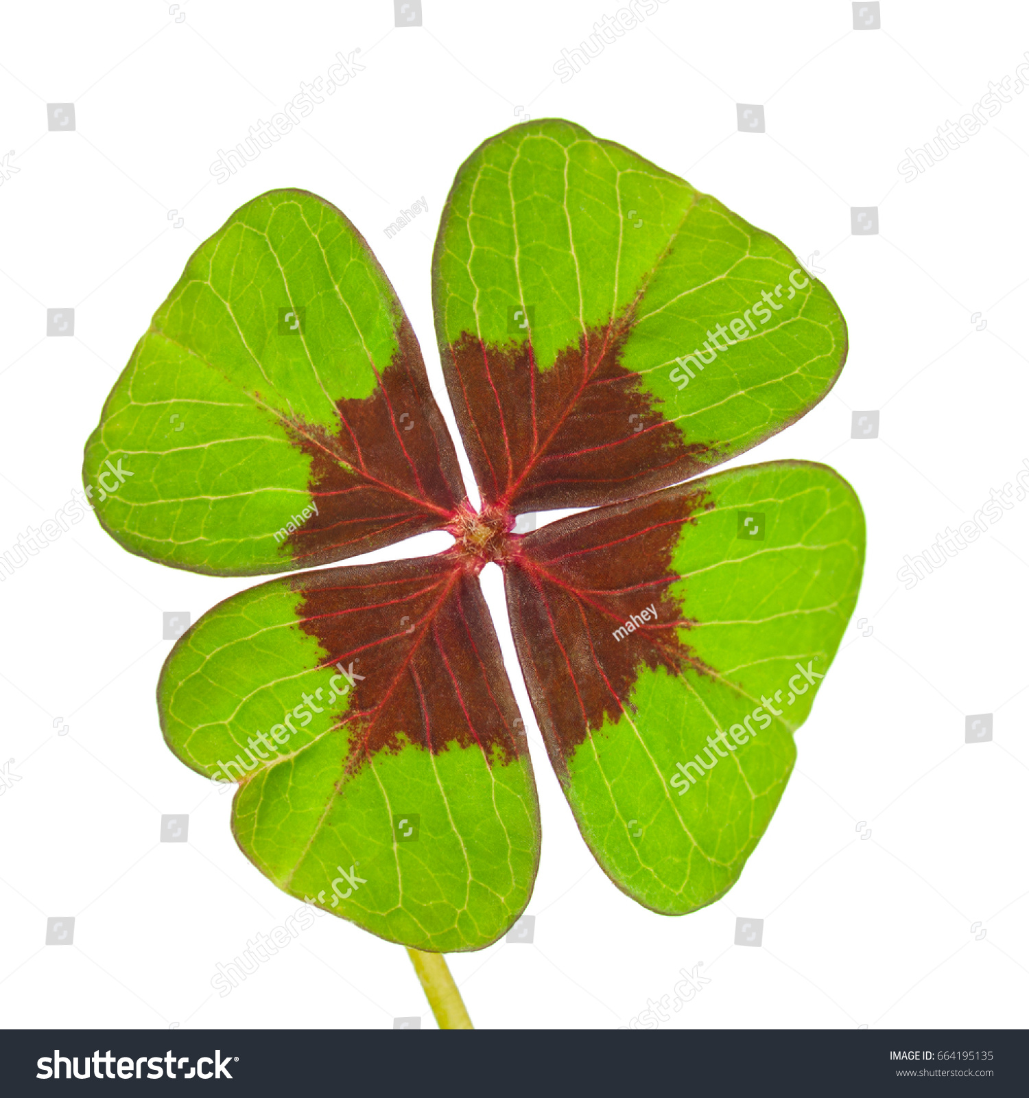 Four-leaf clover on white background; Isolated clover with four leaves; Symbol of luck #664195135