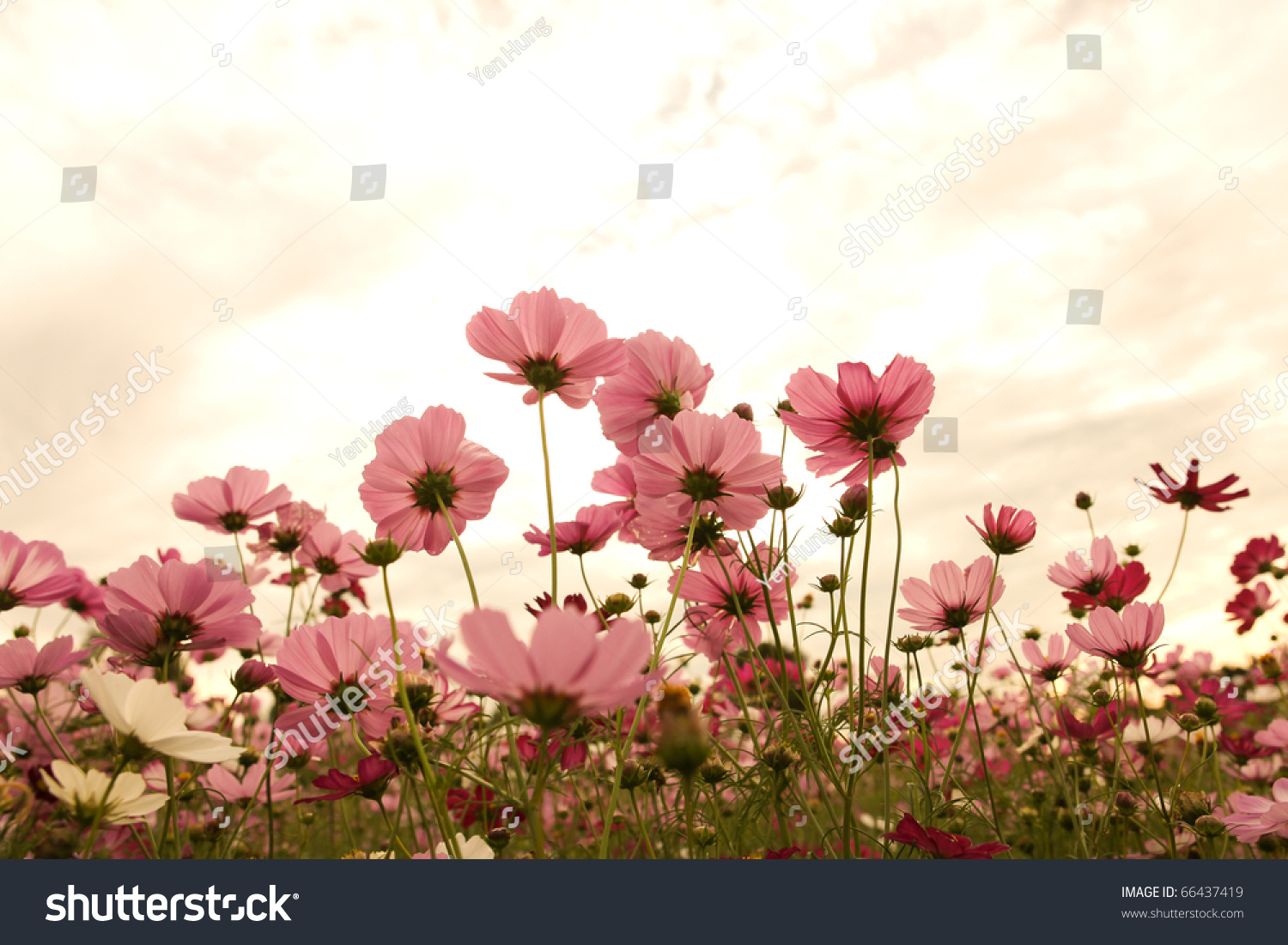 Cosmos flowers at sunset #66437419