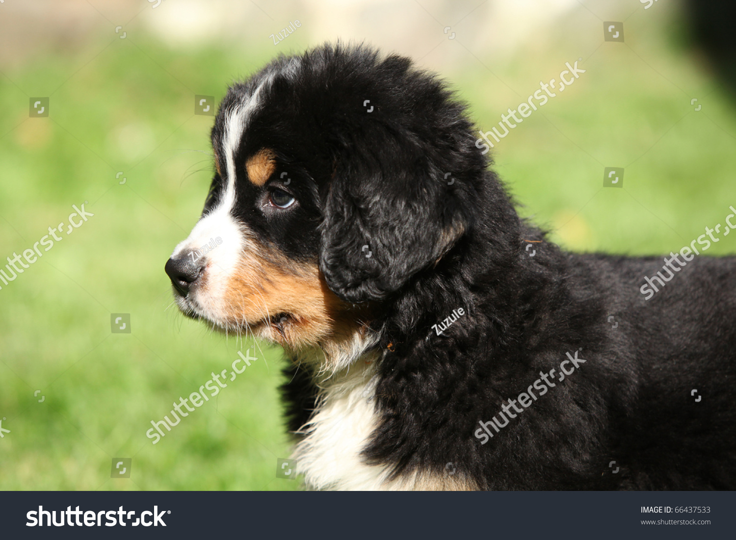 Berner Sennenhund puppy #66437533