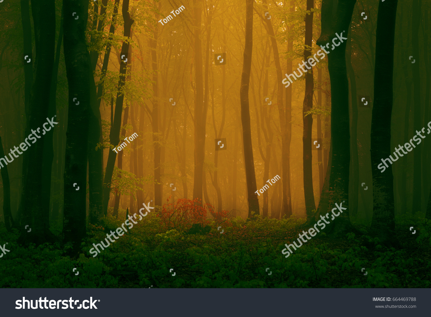 Smooth mist in the woods #664469788