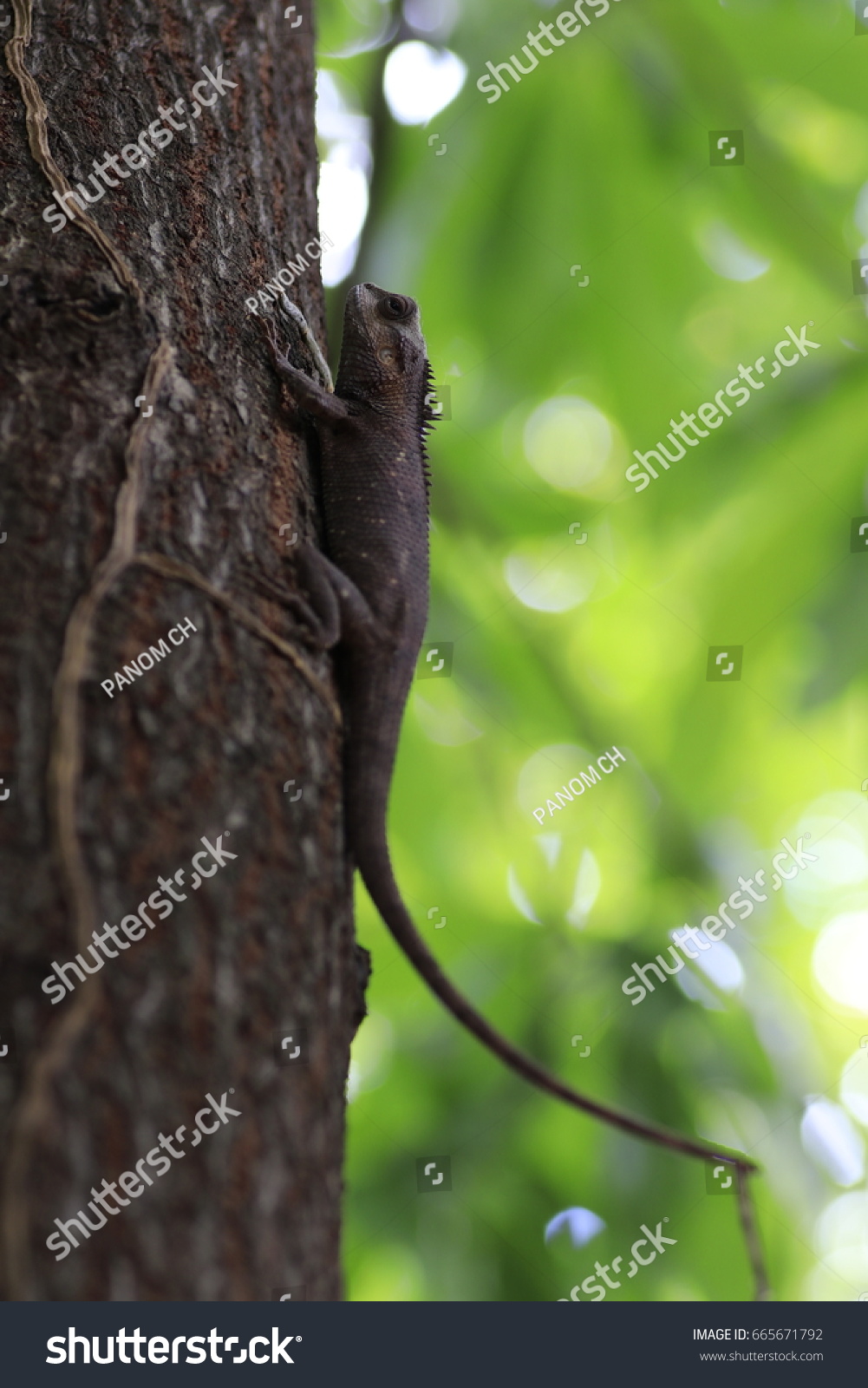 .the brown chameleon on the tree and white and green bokeh #665671792