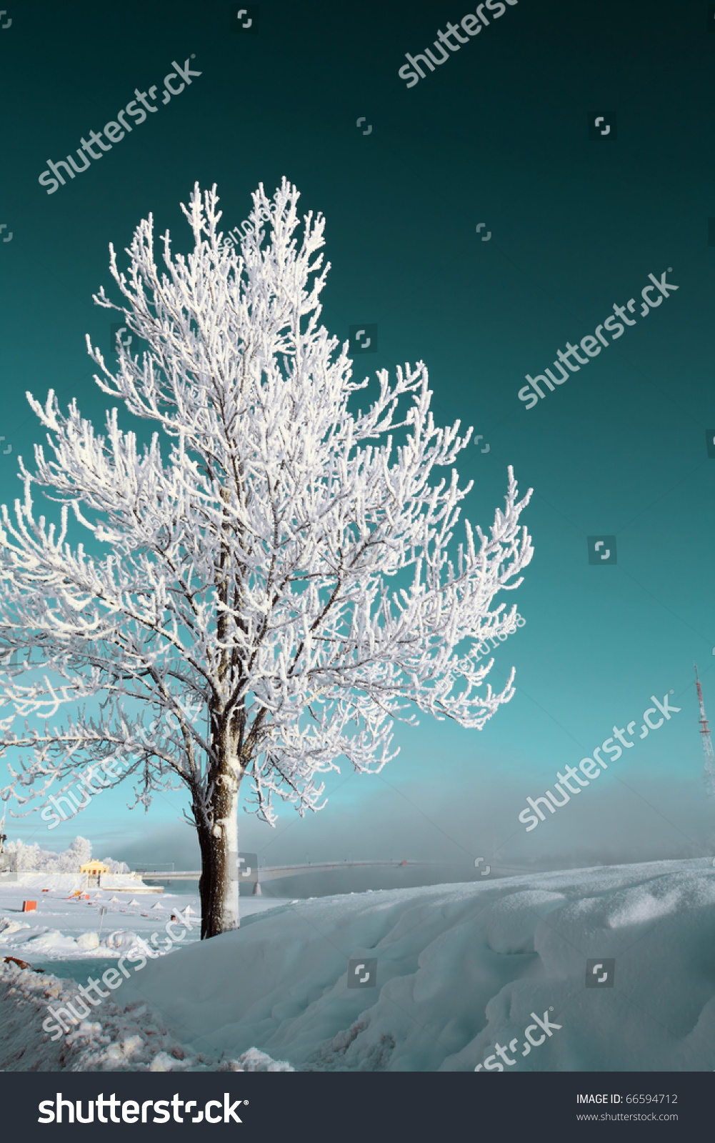 tree in snow #66594712