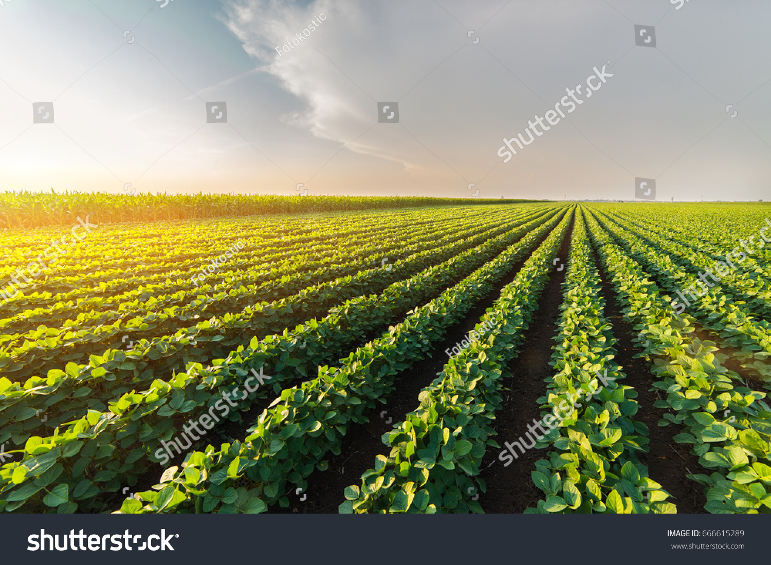  Agricultural soy plantation on sunny day - Green growing soybeans plant against sunlight  #666615289