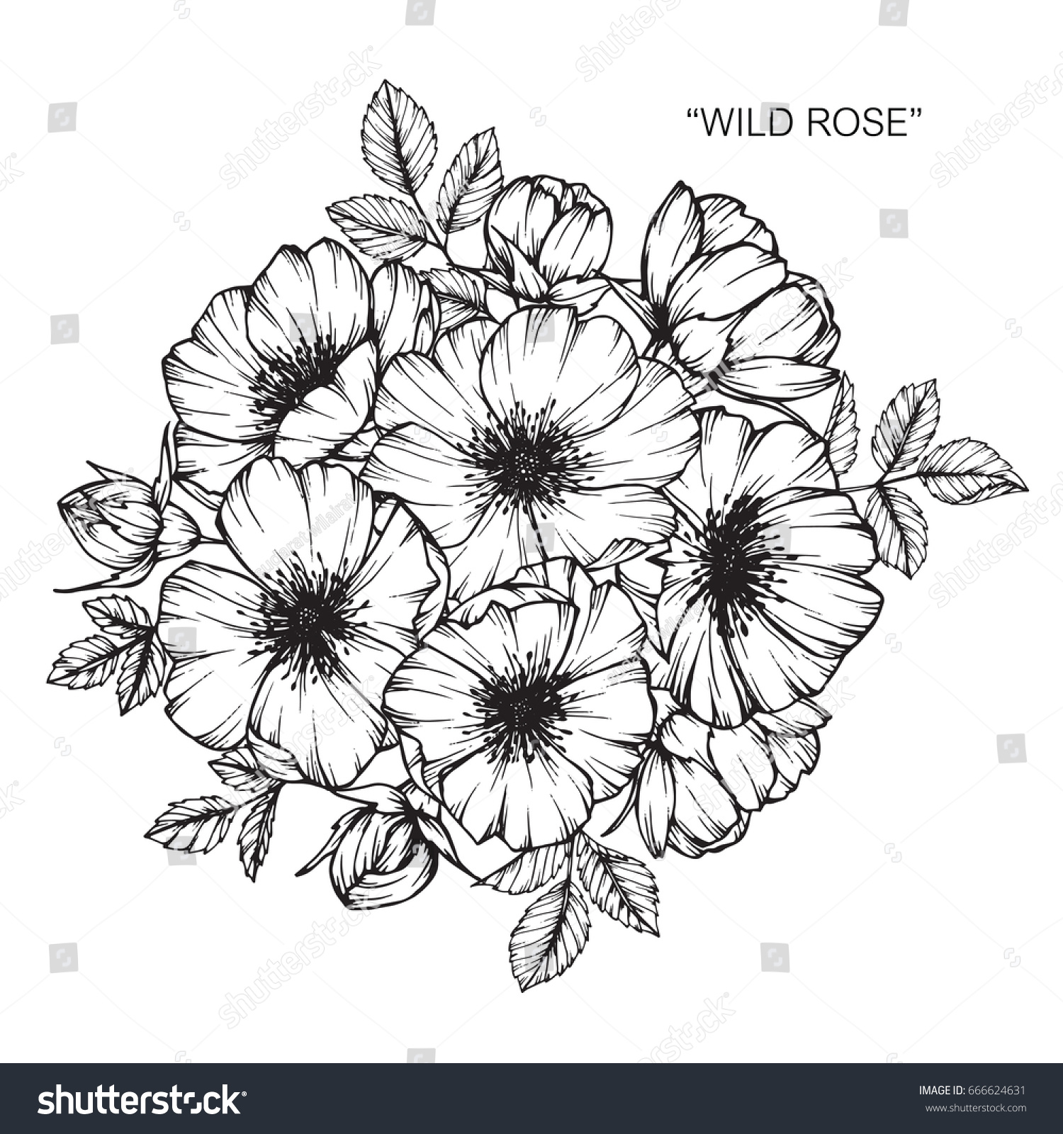 Bouquet of roses flowers drawing and sketch with line-art on white backgrounds. #666624631