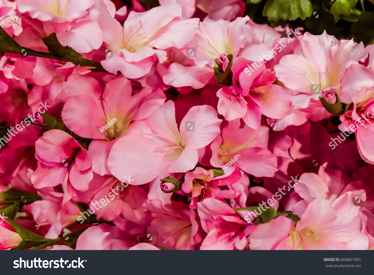 pink flowers close up #666801901