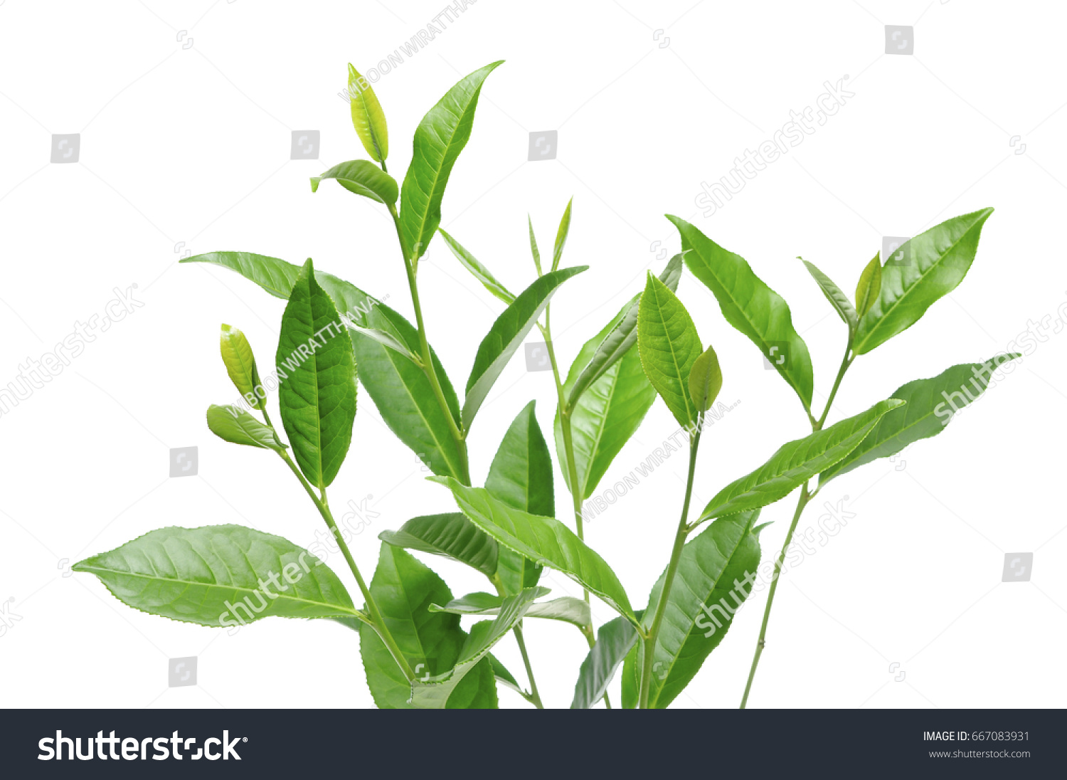 green tea leaf #667083931