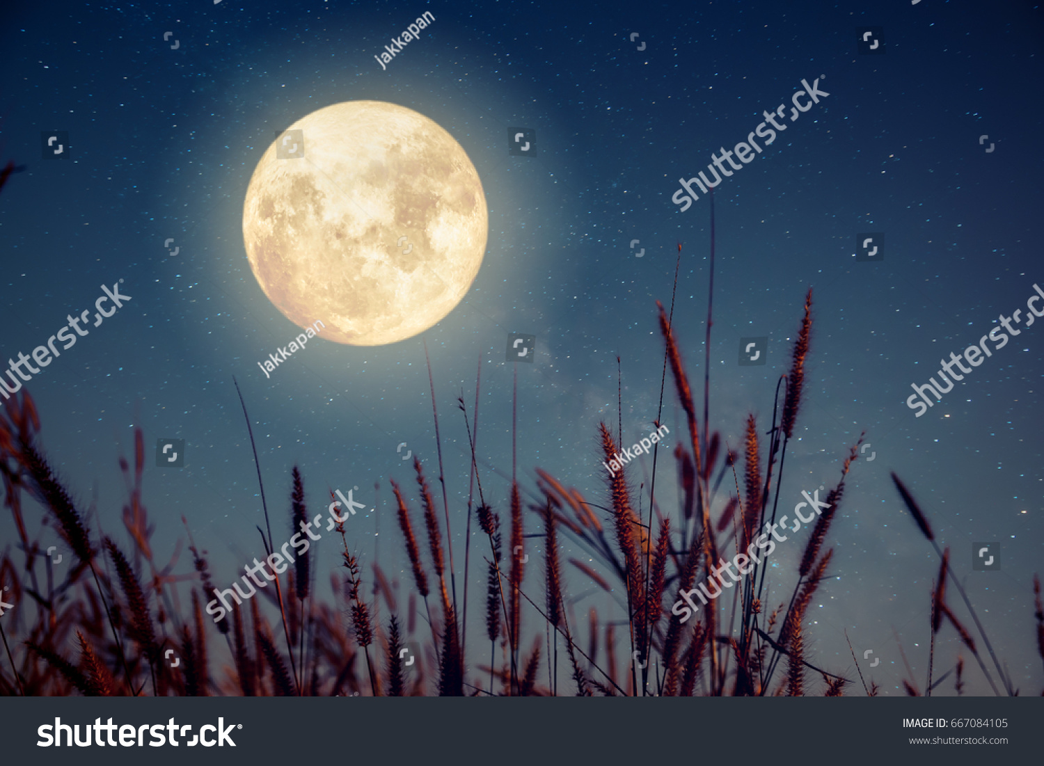 Beautiful autumn fantasy - wild flower in fall season and full moon with milky way star in night skies background. Retro style artwork with vintage color tone #667084105