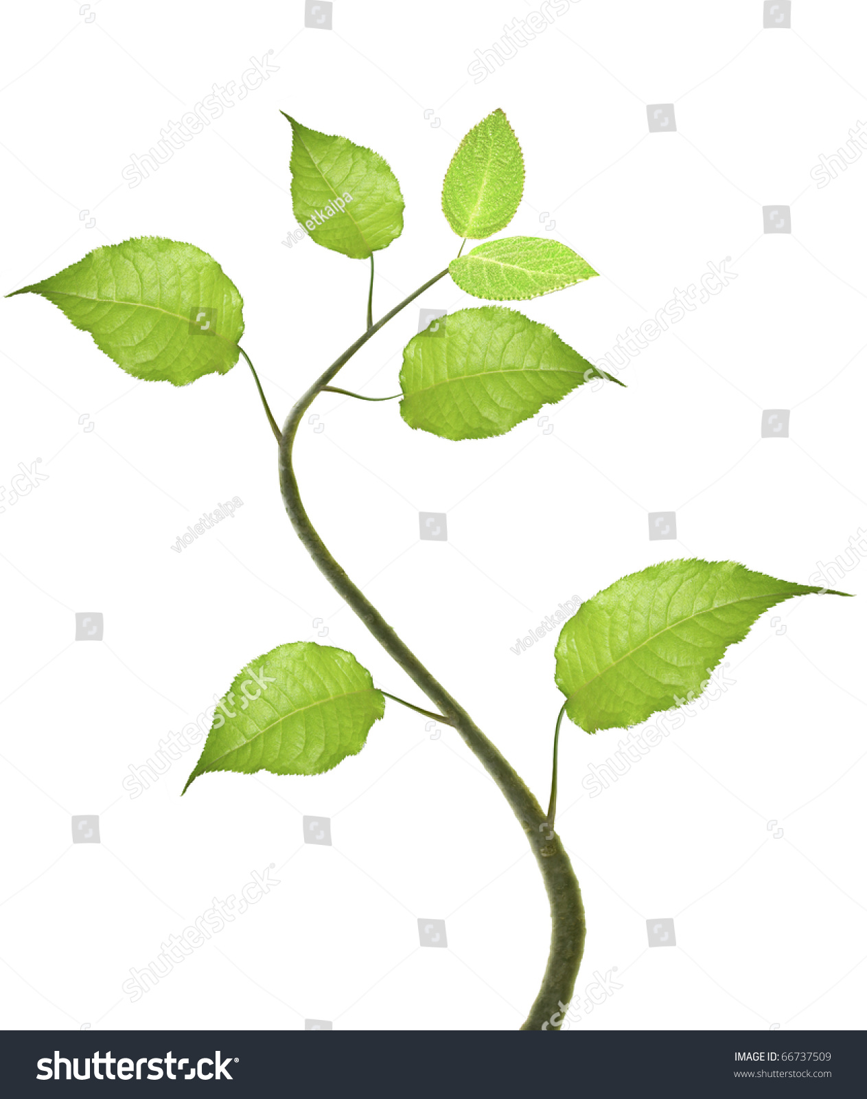 Green leaves on white background #66737509