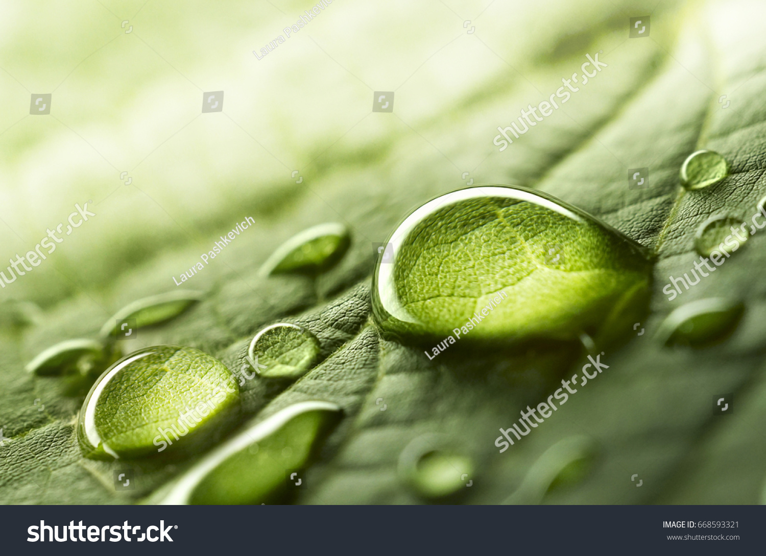 Large beautiful drops of transparent rain water on a green leaf macro. Drops of dew in the morning glow in the sun. Beautiful leaf texture in nature. Natural background #668593321