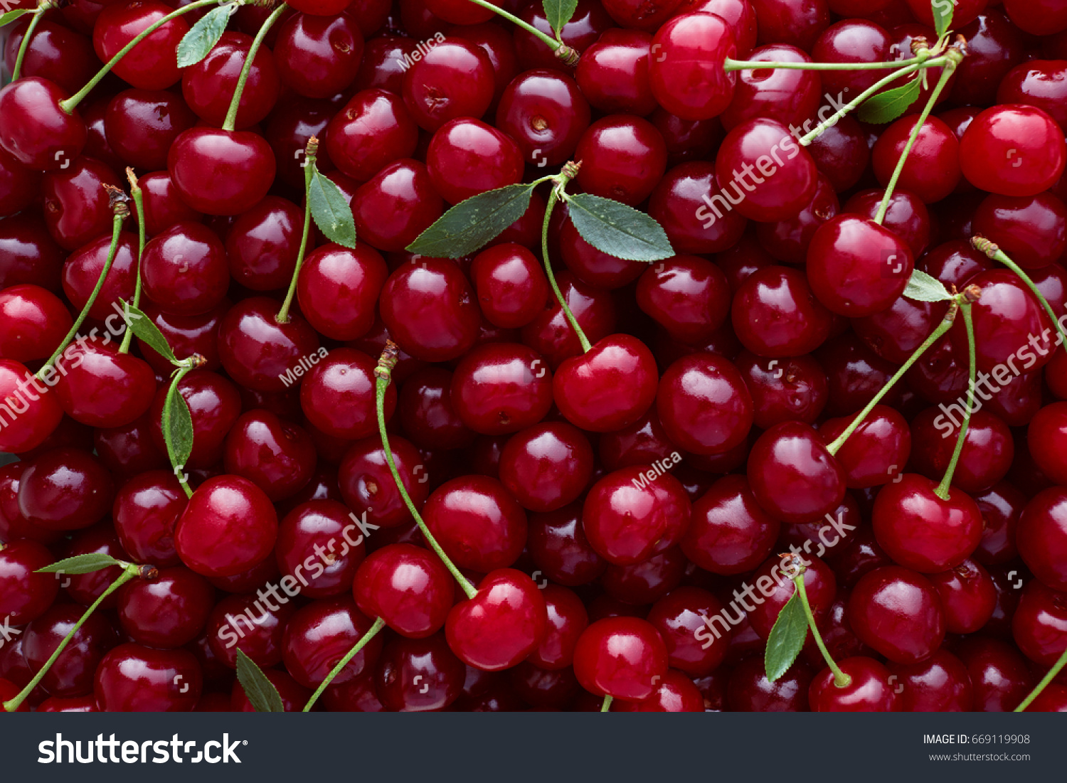 Close up of pile of ripe cherries with stalks and leaves. Large collection of fresh red cherries. Ripe cherries background.  #669119908