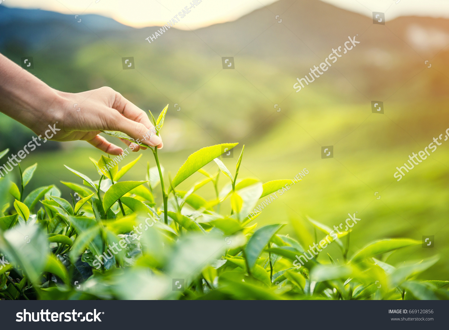 Women Hand finger picking up  tea leaves at a tea plantation for product , Natural selected , Fresh tea leaves in tea farm in Cameron Highlands, Malaysia #669120856