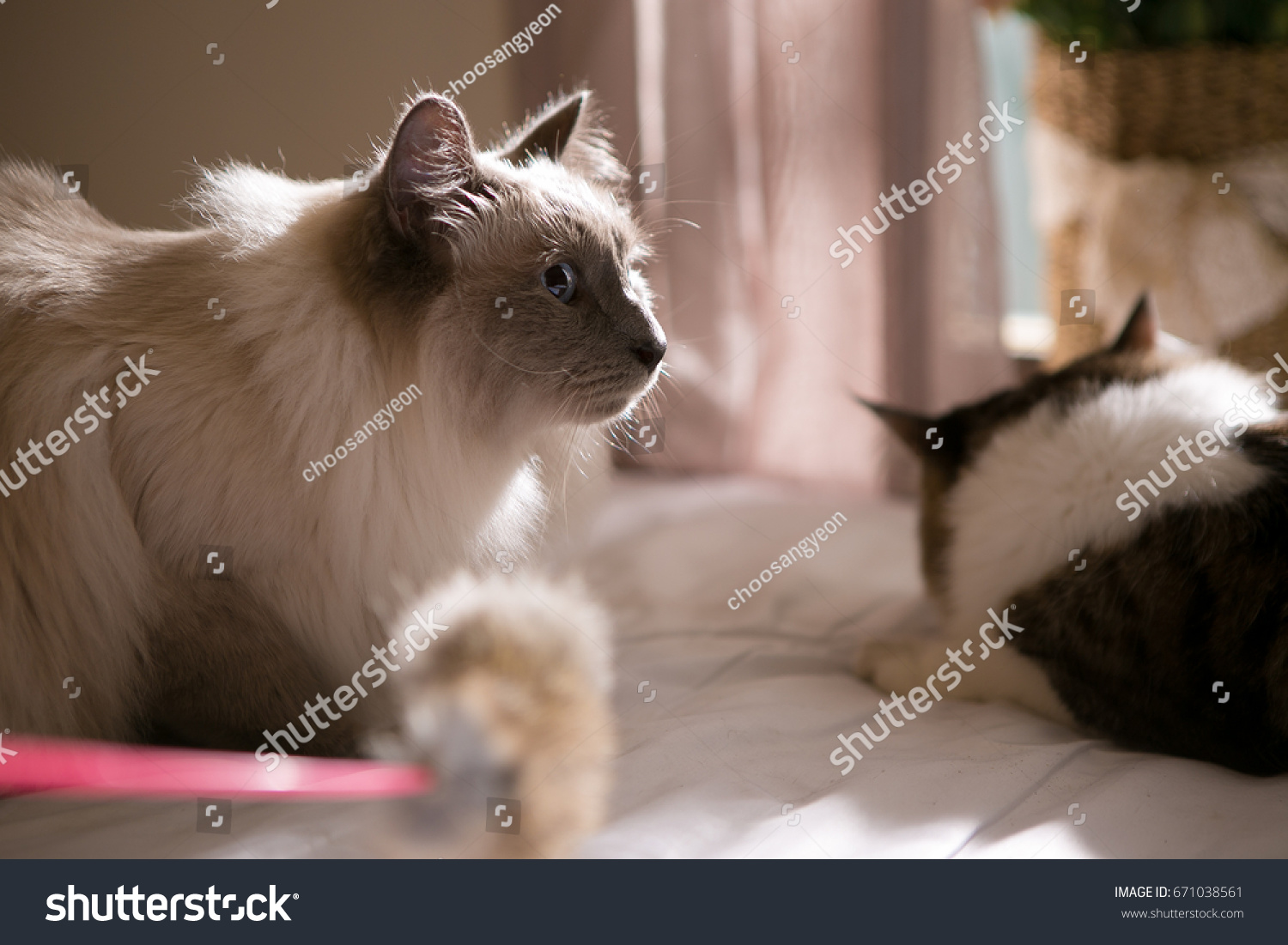 ragdoll on the bed #671038561