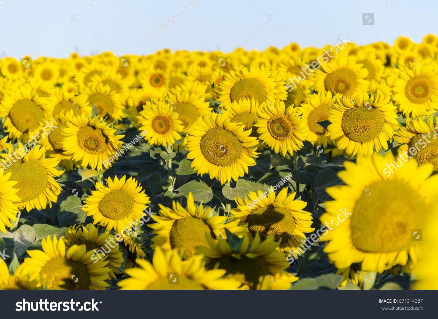 sunflowers #671314387