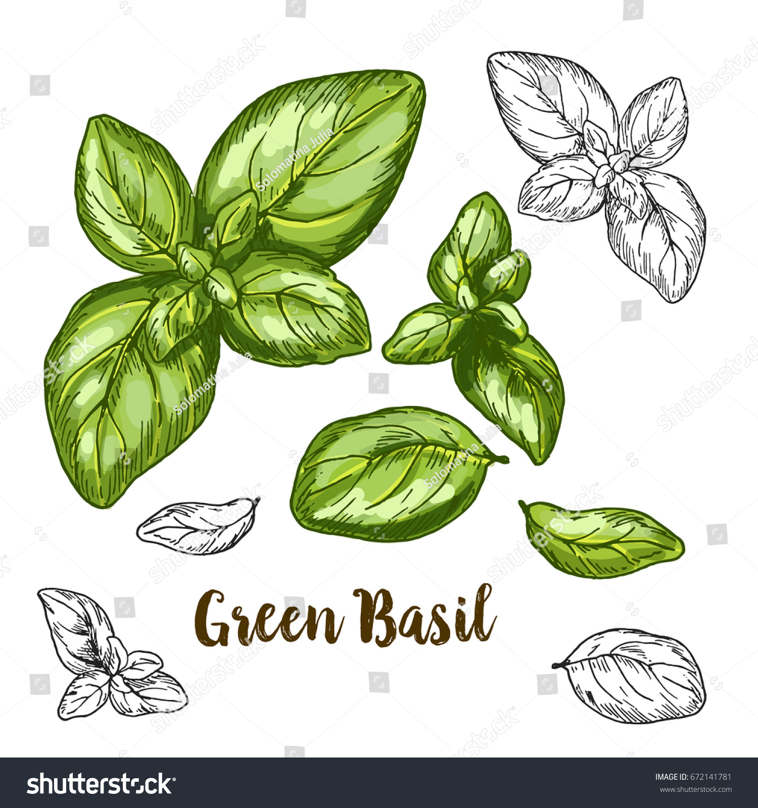 Full color realistic sketch illustration of green basil, vector illustration #672141781