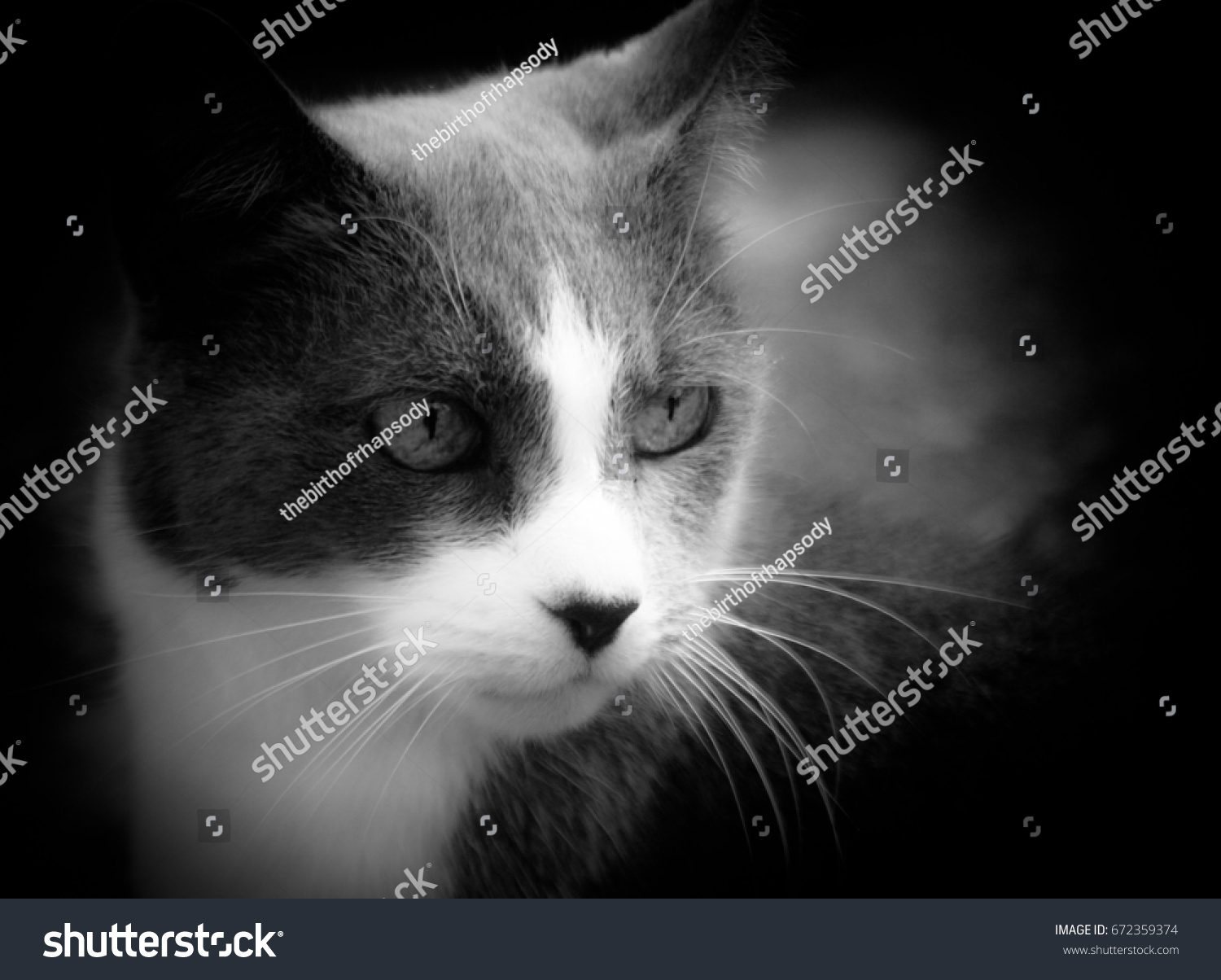 A black and white portrait of a grey and white cat. This photo was taken in Brisbane, Australia.   #672359374