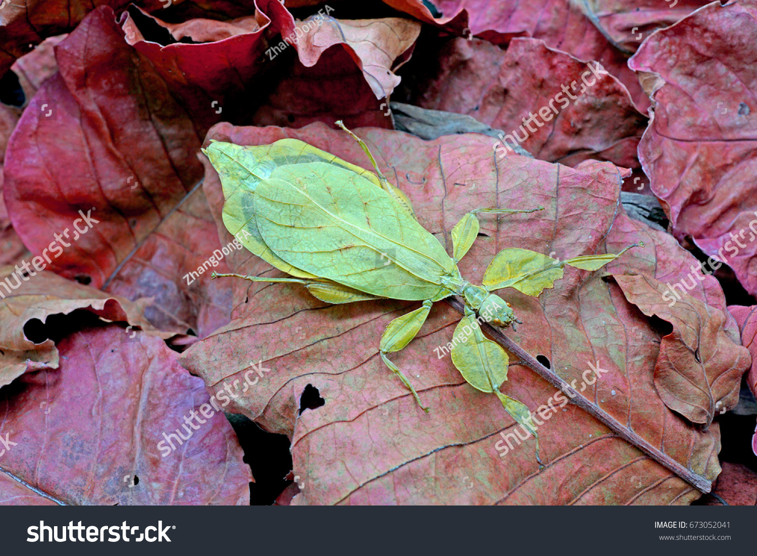 Leaf insect : Phyllium bioculatum , green leaf insect on red autumn leaves , excotic , rare and protected #673052041