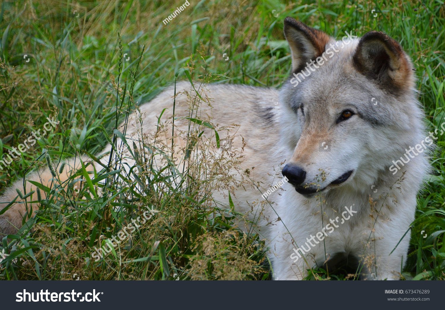 Gray wolf or grey wolf Canis lupus, also timber or western wolf is a canine native to the wilderness and remote areas of Eurasia and North America. It is the largest extant member of its family #673476289
