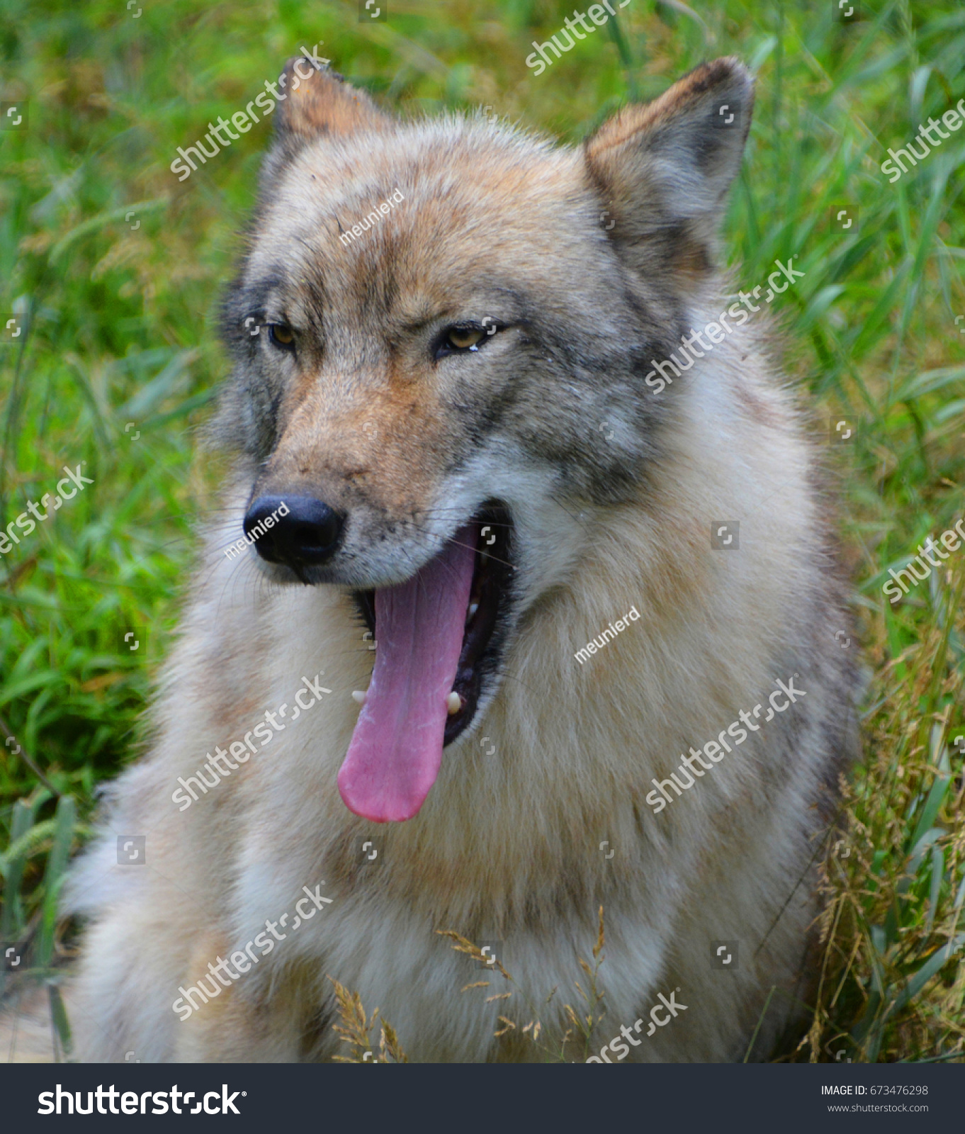 Gray wolf or grey wolf Canis lupus, also timber or western wolf is a canine native to the wilderness and remote areas of Eurasia and North America. It is the largest extant member of its family #673476298