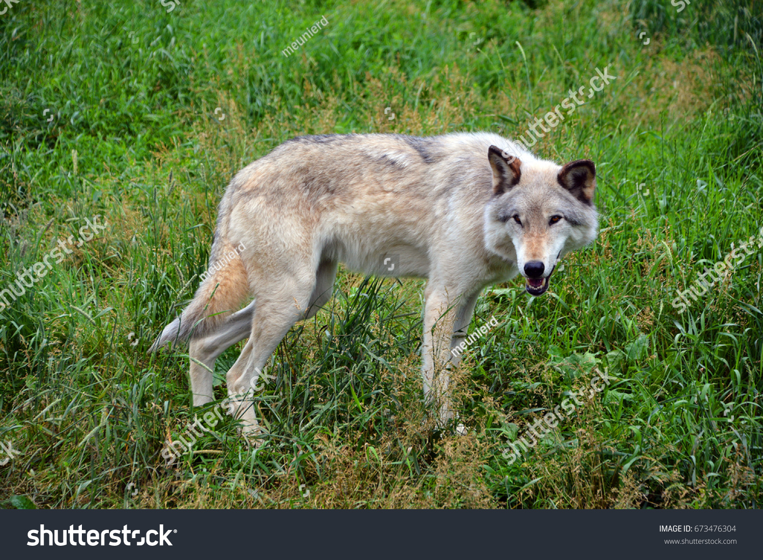 Gray wolf or grey wolf Canis lupus, also timber or western wolf is a canine native to the wilderness and remote areas of Eurasia and North America. It is the largest extant member of its family #673476304