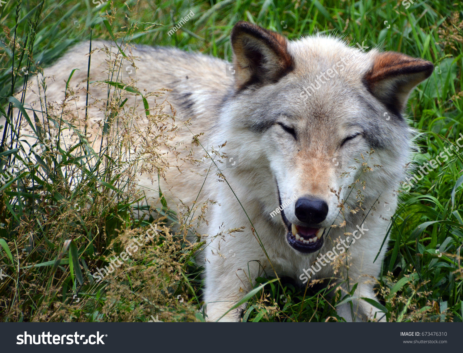 Gray wolf or grey wolf Canis lupus, also timber or western wolf is a canine native to the wilderness and remote areas of Eurasia and North America. It is the largest extant member of its family #673476310