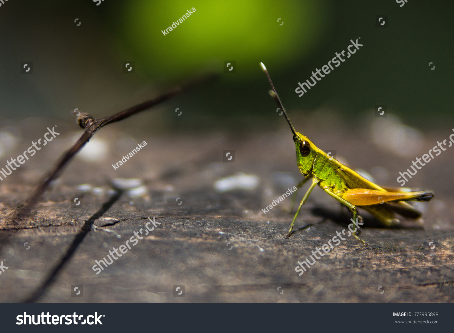 Grasshopper #673995898