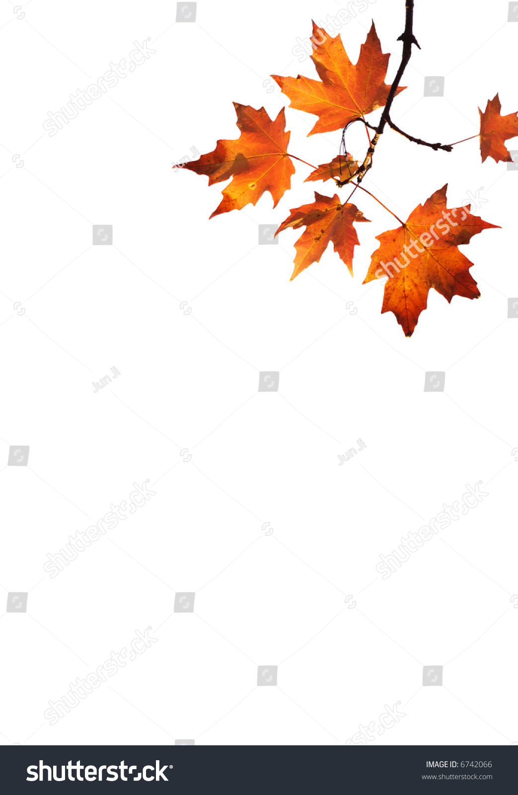 isolated red maple leaves on white background #6742066