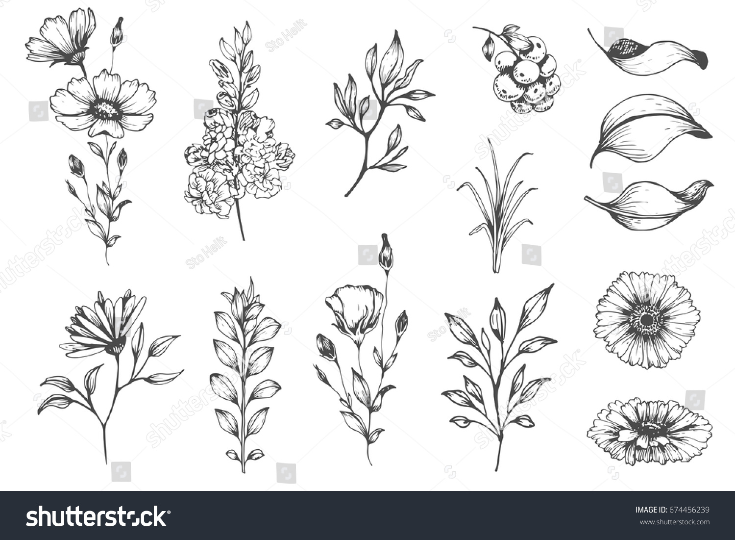 Vector collection of hand drawn plants. Botanical set of sketch flowers and branches. #674456239