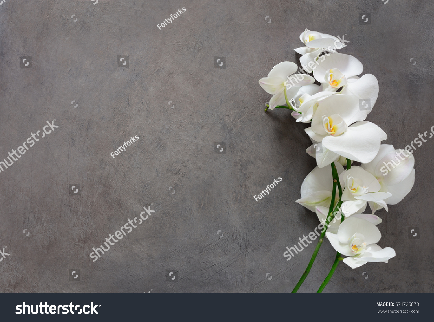 White orchid flower on a gray textured background, space for a text, flat lay, view from above #674725870