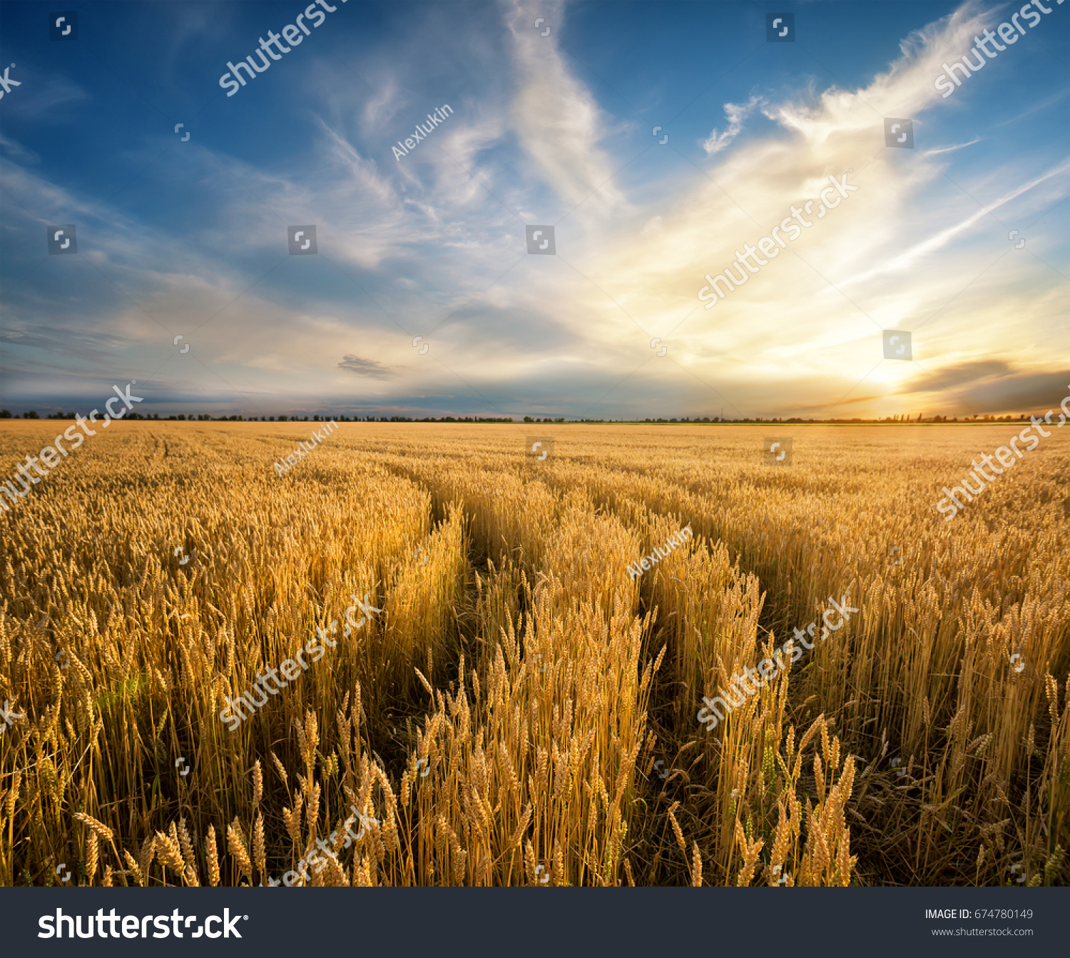 Road to the field with yellow ripening wheat ears. Rustic field at sunset. The idea of a rich harvest, growth and prosperity. The concept of a successful move forward. #674780149