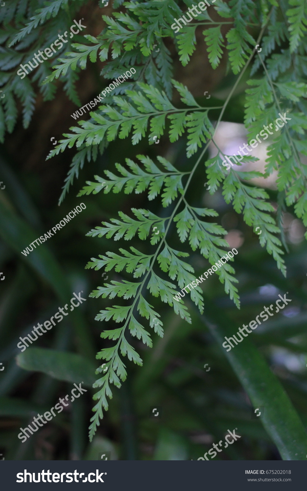 Green leave of fern in the forest.selective focus. #675202018