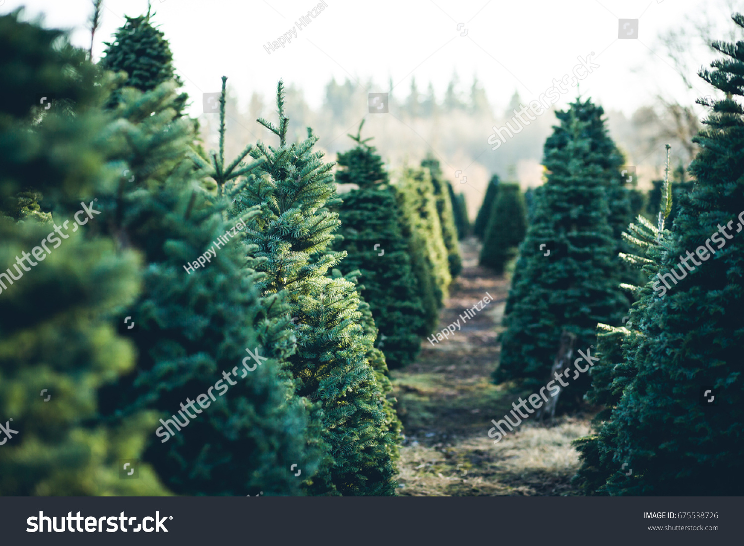 Trees in Rows at a Christmas Tree Farm #675538726