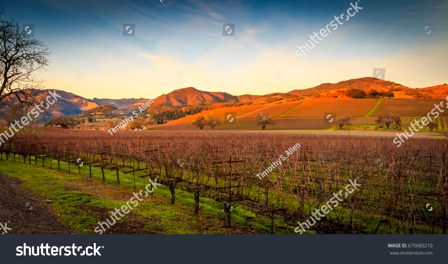A landscape view of Sonoma valley vineyards at sunset with fluffy white clouds, trees and buildings. #675685210