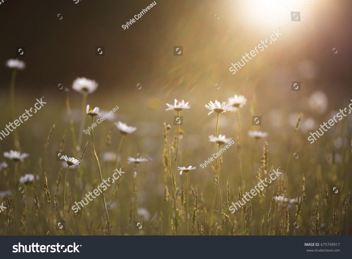 Morning glow golden sunny day meadow wilds daisies flowers #675749917