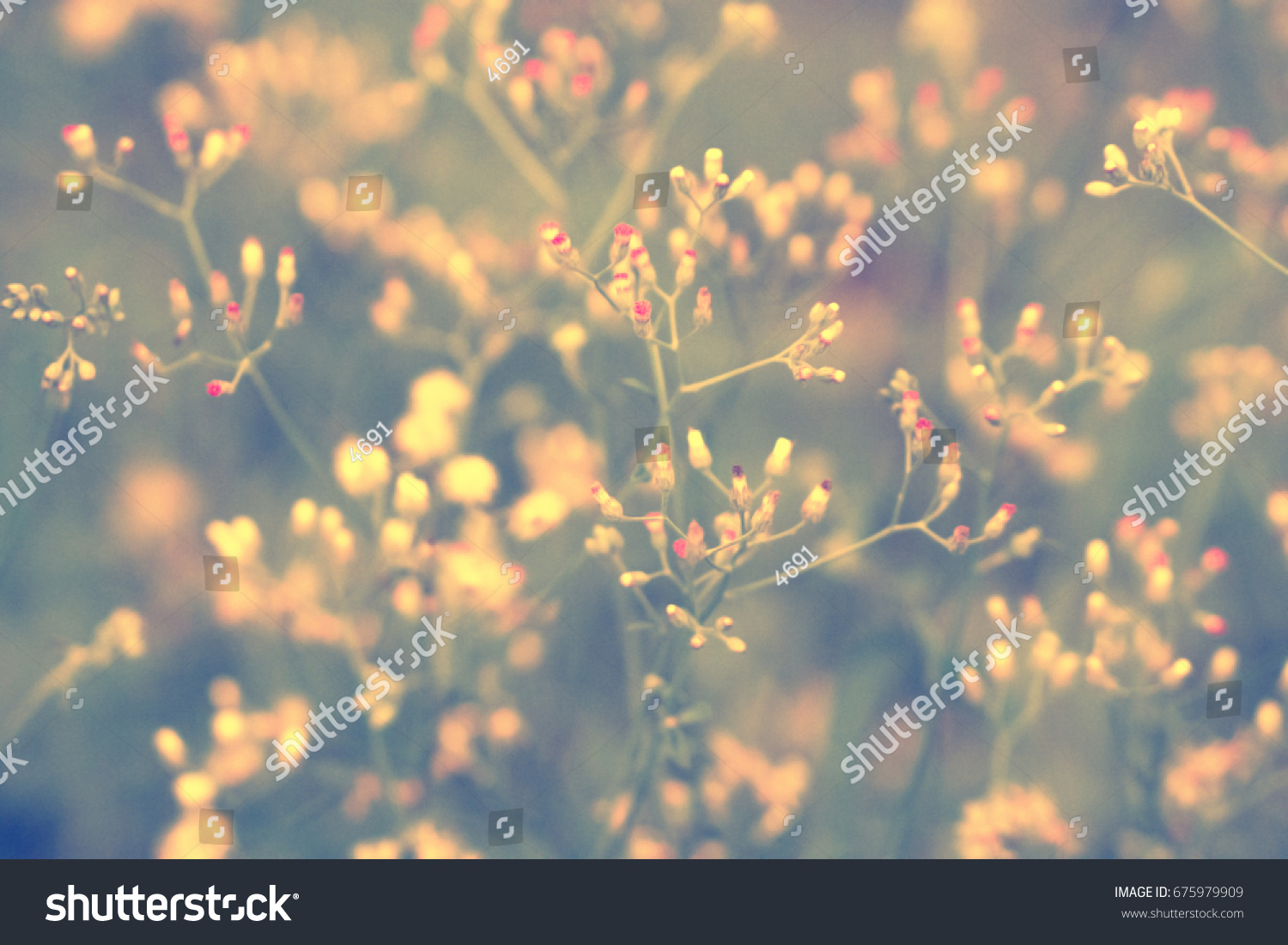 Soft focus Grass Flower  Abstract  spring ,nature background #675979909