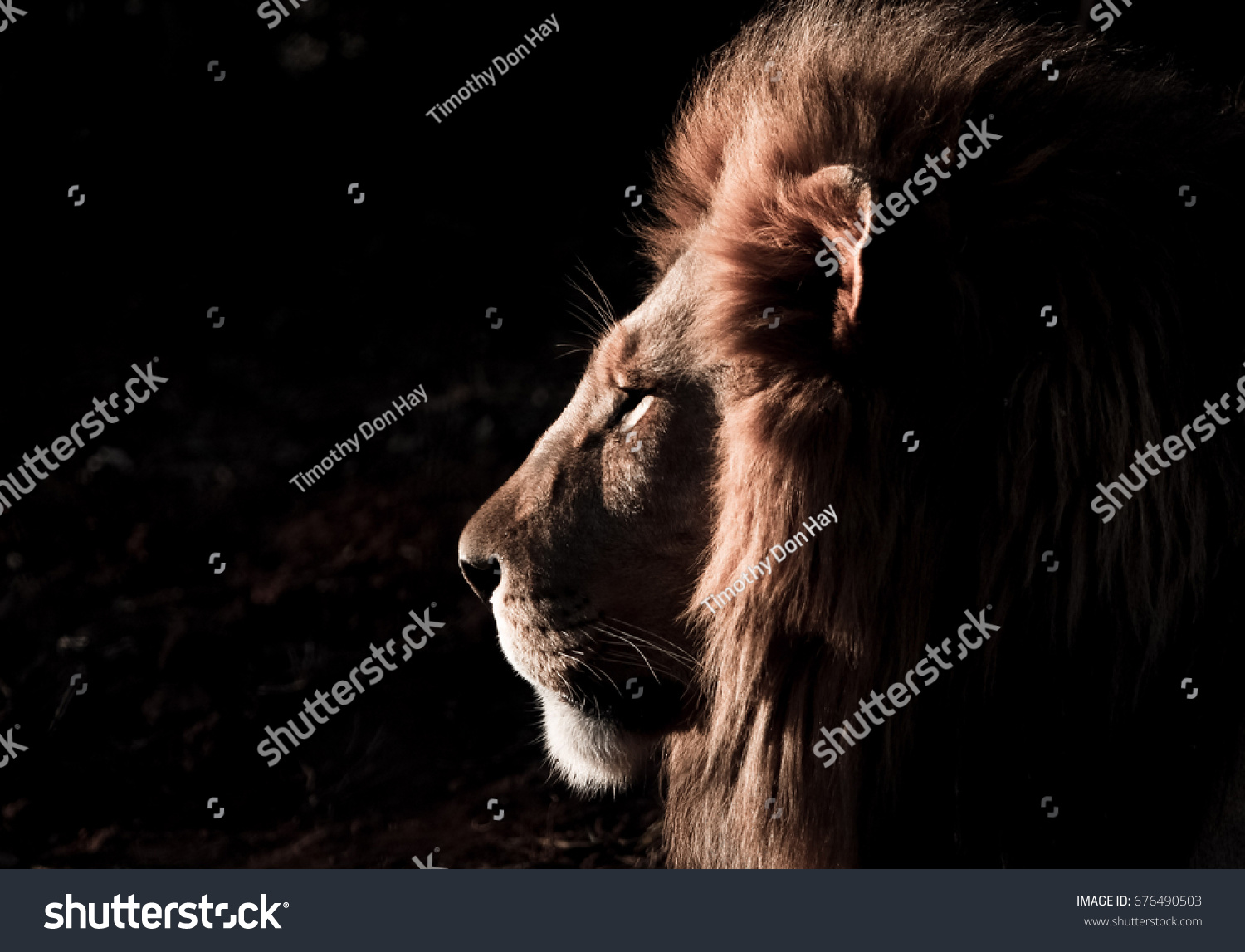 Male lion #676490503