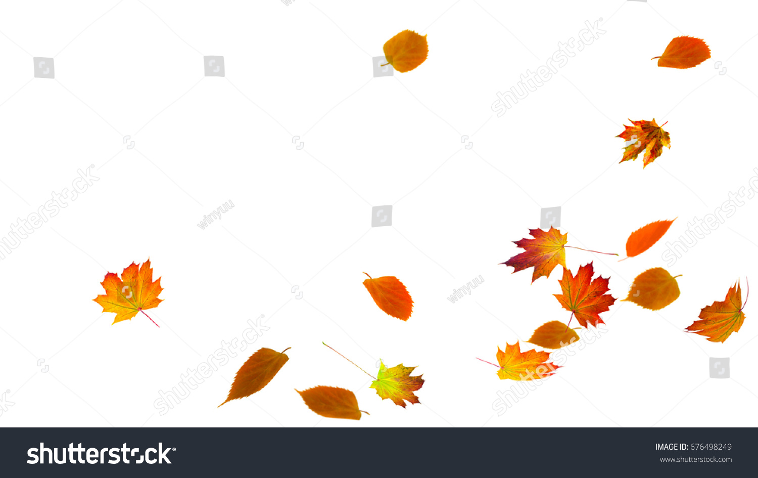 falling autumn foliage on white background, isolated colorful fall leaf  #676498249