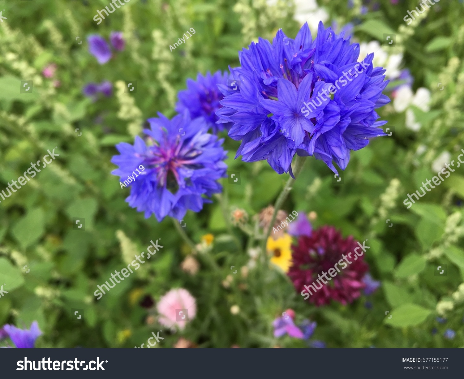 British mixed wild flowers featuring large blue petals #677155177
