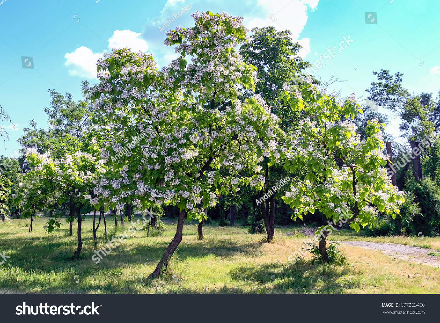 Flowering tree Catalpa bignonioides. White flowers and green leaves #677263450