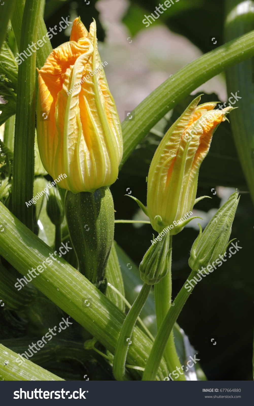 Some pumpkin flowers are blossoming in the garden #677664880
