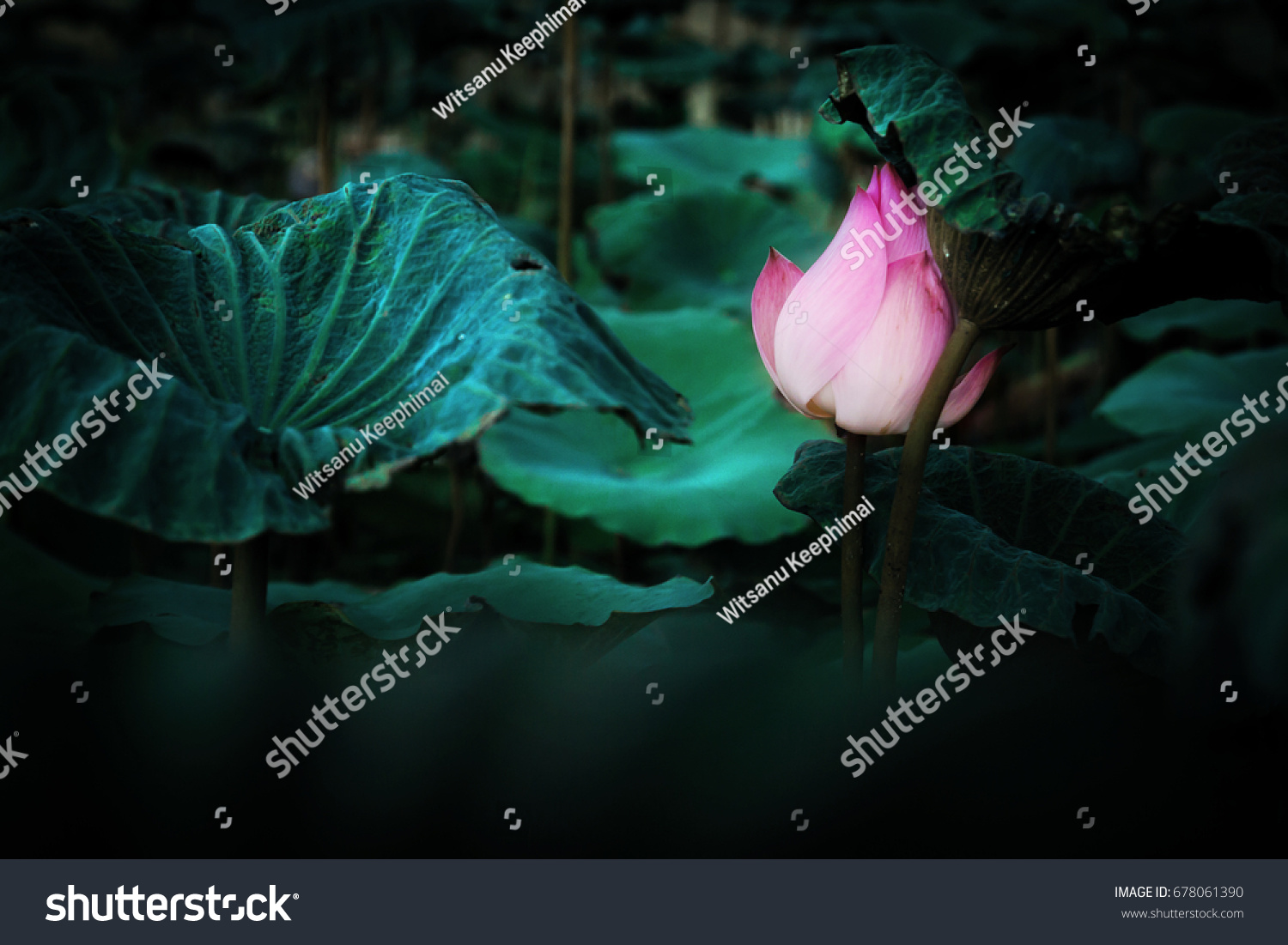 Photo of Pink lotus flower  in the pool have dark tone for background texture #678061390