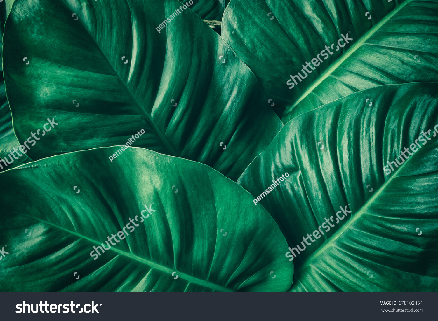 tropical leaf, large foliage, abstract green texture, nature background #678102454
