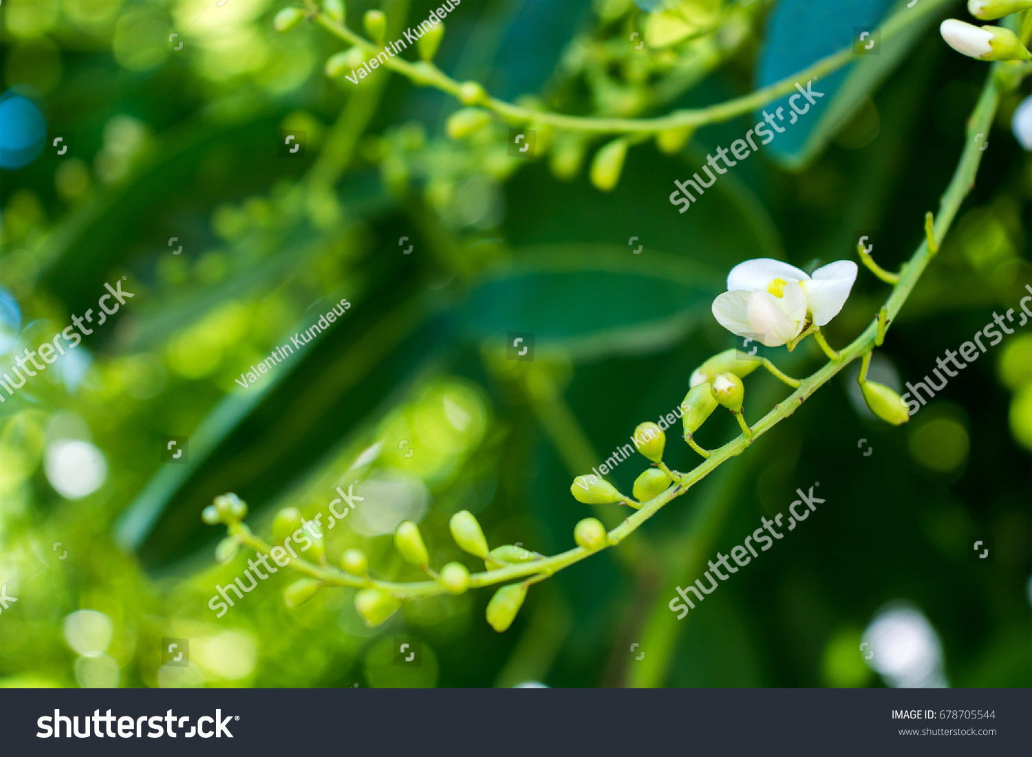 Sophora japonica tree. tree leaves. Acacia. Sophora japonica flowers. Blurred Background of green leaves. #678705544